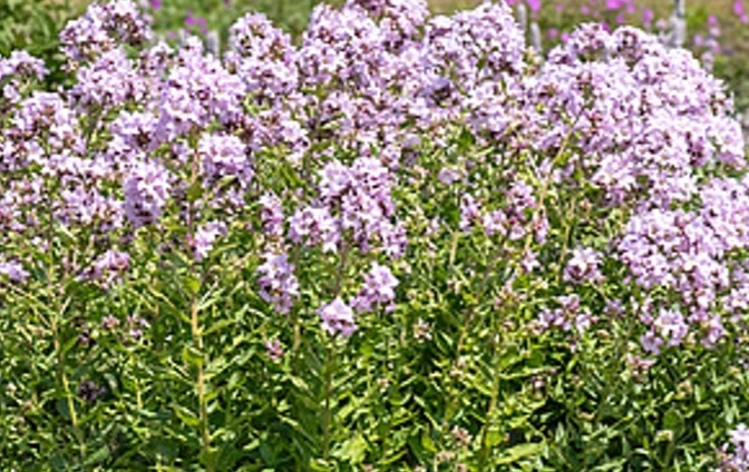 nagytermetű harangvirág- Campanula lactiflora 'Loddon Anna' nagytermetű harangvirág- Campanula lactiflora 'Loddon Anna'