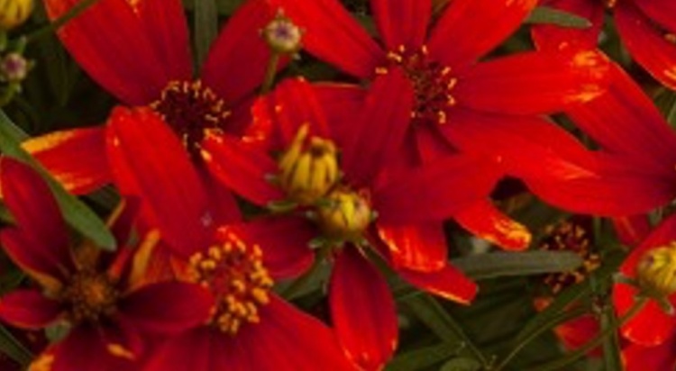 menyecskeszem - Coreopsis verticillata 'Ladybird' menyecskeszem - Coreopsis verticillata 'Ladybird'
