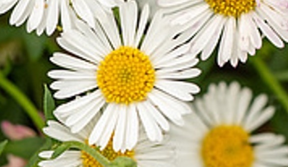 spanyol küllőrojt - Erigeron karvinskianus spanyol küllőrojt - Erigeron karvinskianus