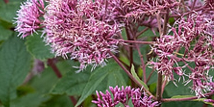 sédkender- Eupatorium maculatum 'Atropurpureum'
