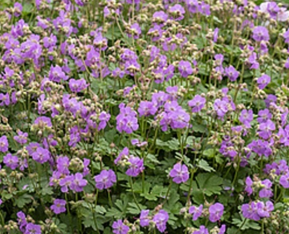angol gólyaorr - Geranium x cantabrigiense 'Cambridge'