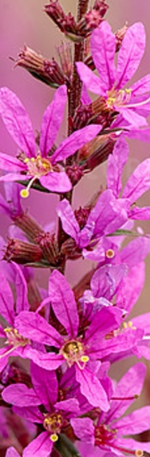 vesszős füzény - Lythrum virgatum 'Dropmore Purple' vesszős füzény - Lythrum virgatum 'Dropmore Purple'