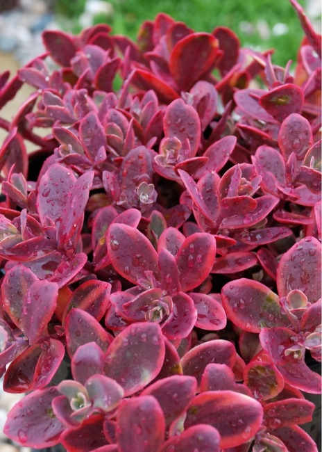 Japán varjúháj - Sedum cauticola 'Sunsparkler Wildfire' Japán varjúháj - Sedum cauticola 'Sunsparkler Wildfire'