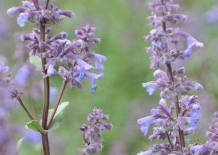 nagyvirágú macskamenta - Nepeta grandiflora 'Bramdean''