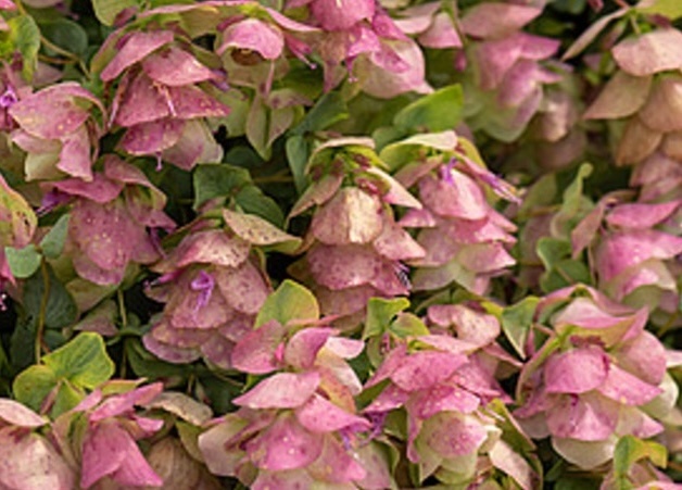 kereklevelű szurokfű - Origanum rotundifolium 'Kent Beauty' kereklevelű szurokfű - Origanum rotundifolium 'Kent Beauty'