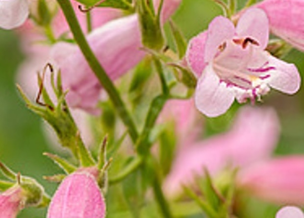bugatölcsér - Penstemon hybrida ' Evelyn'