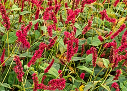 keserűfű - Persicaria amplexicaulis 'Fat Domino'