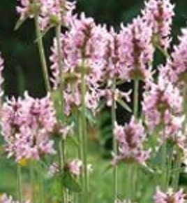 orvosi tisztesfű - Stachys officinalis 'Pink Cotton Candy' orvosi tisztesfű - Stachys officinalis 'Pink Cotton Candy'