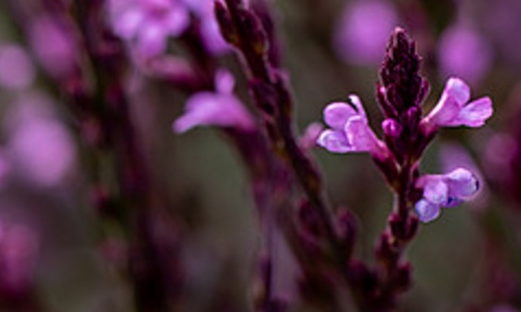 orvosi vasfű - Verbena Officinalis 'Bampton'