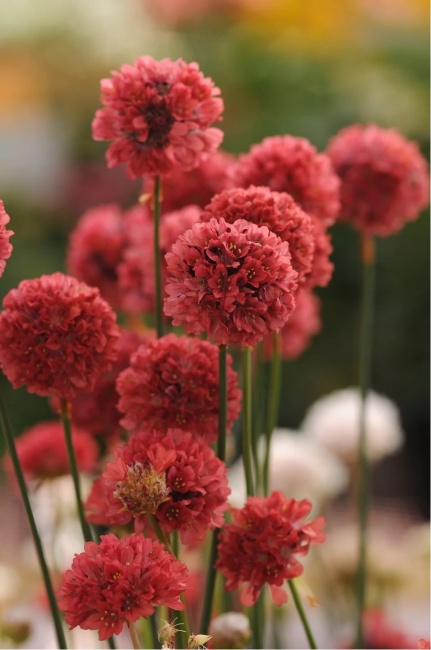 széleslevelű pázsitszegfű - Armeria pseudarmeria 'Ballerina red' széleslevelű pázsitszegfű - Armeria pseudarmeria 'Ballerina red'