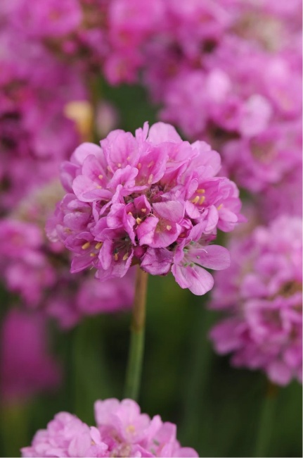 széleslevelű pázsitszegfű - Armeria pseudarmeria 'Ballerina Purple Rose'