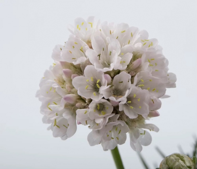 tengerparti pázsitszegfű - Armeria maritima 'Abbey White' tengerparti pázsitszegfű - Armeria maritima 'Abbey White'