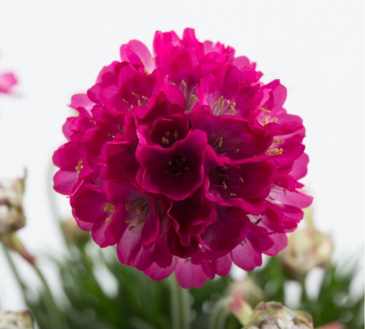 tengerparti pázsitszegfű - Armeria maritima 'Abbey Deep Rose'
