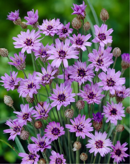 zörgővirág - Catananche caerulea 'Blue' zörgővirág - Catananche caerulea 'Blue'