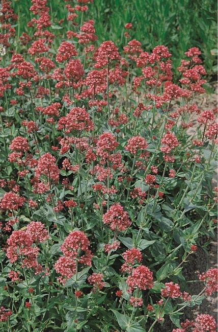 piros sarkantyúvirág - Centranthus ruber 'Coccineus'