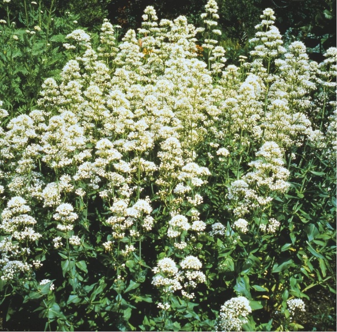 piros sarkantyúvirág - Centranthus ruber ' Albus'