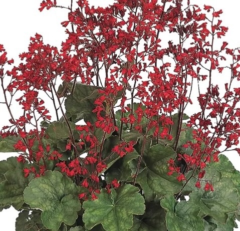 vérvörös tűzeső - Heuchera sanguinea 'Ruby Bells'
