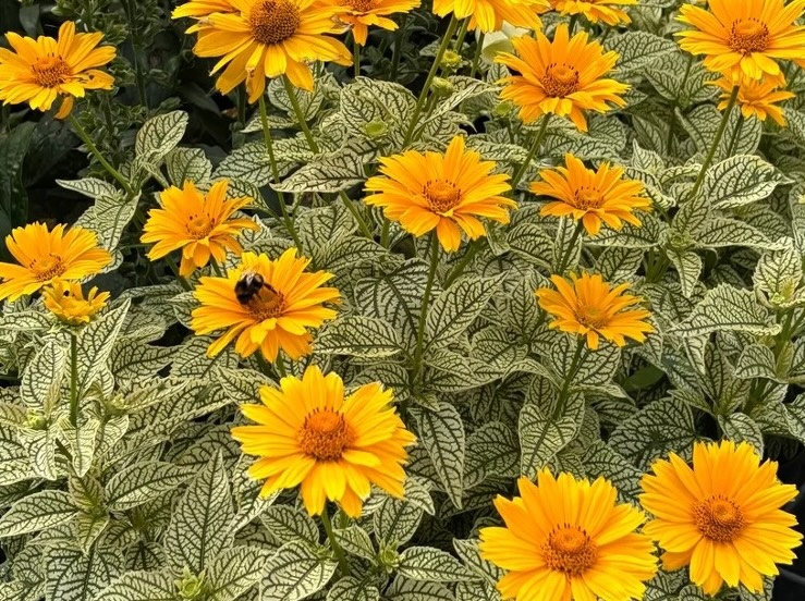 érdes napszemvirág - Heliopsis helianthoides ' Solar Flare' érdes napszemvirág - Heliopsis helianthoides ' Solar Flare'