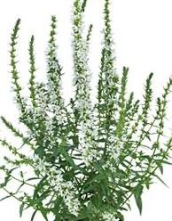 réti füzény - Lythrum salicaria 'White Boulevard' réti füzény - Lythrum salicaria 'White Boulevard'