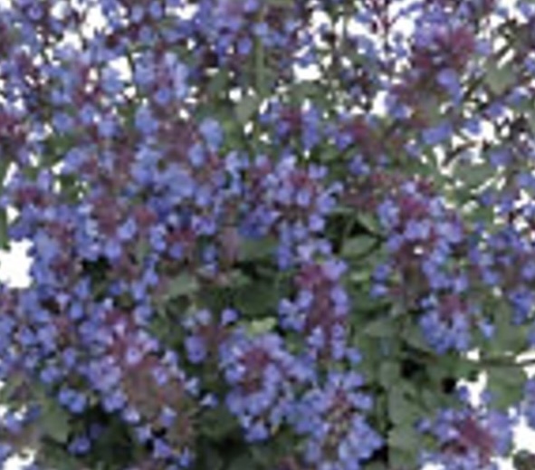 macskamenta - Nepeta hybride 'Purrsian Blue'