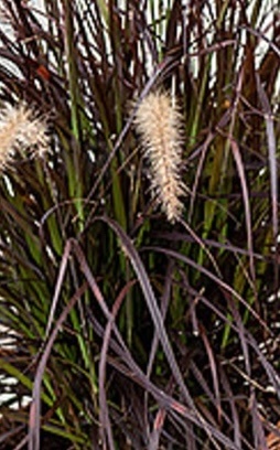 tollborzfű- Pennisetum x advena 'Rubens'