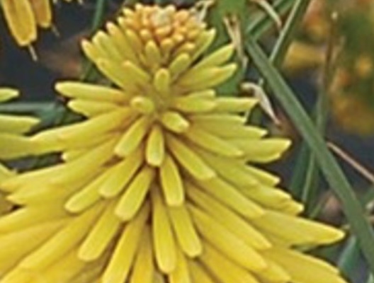 fáklyaliliom- Kniphofia hybrida 'Yellow Popsicle' fáklyaliliom- Kniphofia hybrida 'Yellow Popsicle'