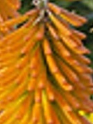 fáklyaliliom- Kniphofia hybrida ' Mango Popsicle' fáklyaliliom- Kniphofia hybrida ' Mango Popsicle'