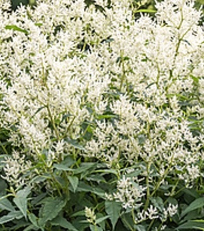 óriás keserűfű- Persicaria polymorpha óriás keserűfű- Persicaria polymorpha