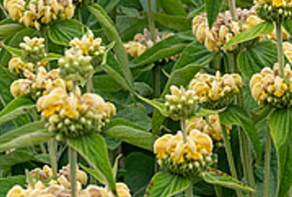 Kis-ázsiai macskahere - Phlomis russelliana Kis-ázsiai macskahere - Phlomis russelliana