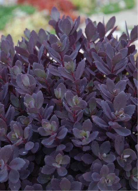 japán varjúháj- Sedum cauticola SunSparkler 'Sunsparkler Plum Dazzled' japán varjúháj- Sedum cauticola SunSparkler 'Sunsparkler Plum Dazzled'
