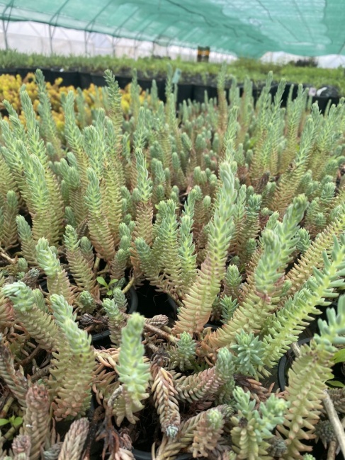 kövi varjúháj- Sedum reflexem Blue Spruce