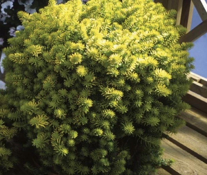 kövi varjúháj- Sedum reflexum Angelina