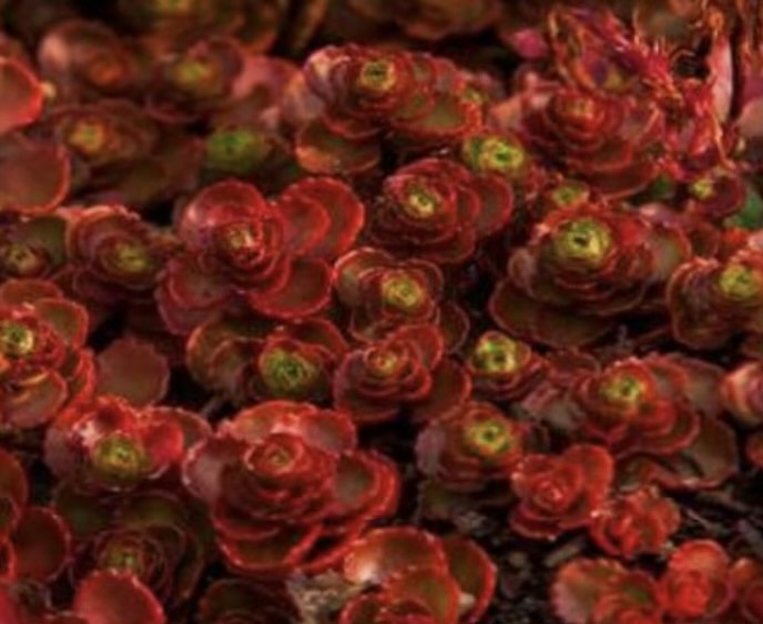 kaukázusi varjúháj- Sedum spurium Dragons Blood