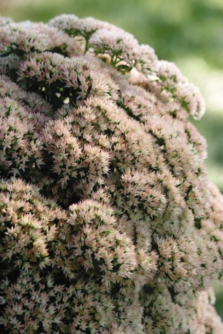 pompás varjúháj- Sedum telephium 'Matrona'