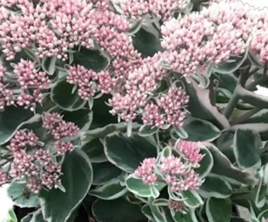 pompás varjúháj- Sedum telephium 'La Vie en Rose'