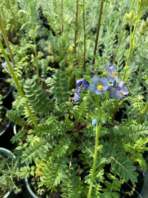 csatavirág- Polemonium boreale Haevenly Habit