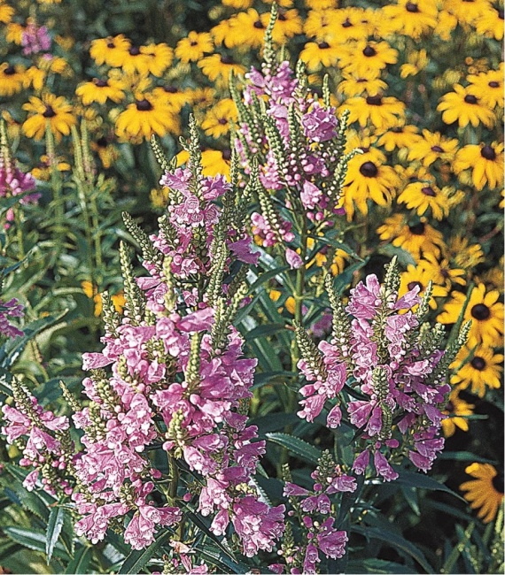 füzérajak- Physostegia virginiana 'Crystal Peak Rose'