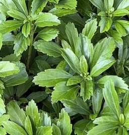 japán kövérke- Pachysandra terminális Green Sheen