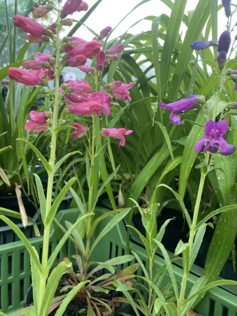 szakállas bugatölcsér- Penstemon barbatus var. Praceox "Pristine Lipstick"