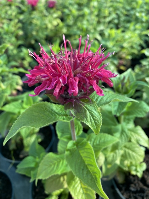 méhbalzsam- Monarda didyma "Pocahontas Red Rose"