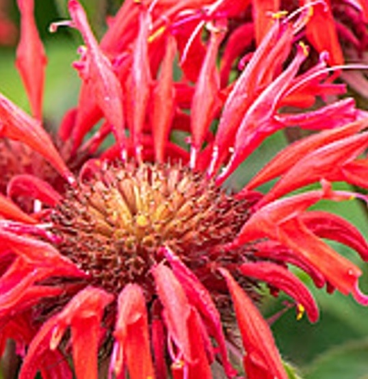 méhbalzsam- Monarda hybrida ' Gardenview Scarlet'