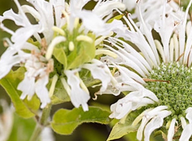 méhbalzsam- Monarda hybrida 'Schneewittchen'