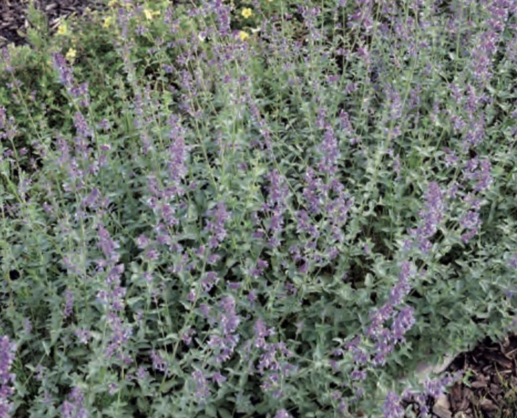 macskamenta- Nepeta fassenii "Walker's Low