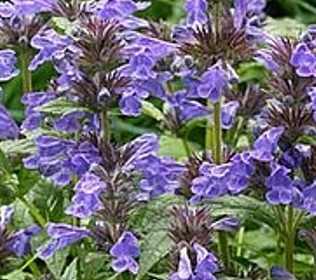 macskamenta- Nepeta kubanica 'Neptune'