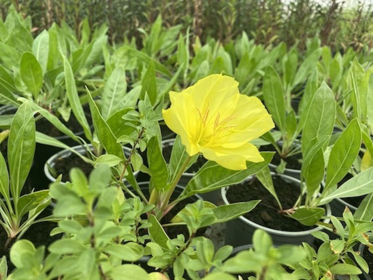 misszúri ligetszépe- Oenothera Missouriensis