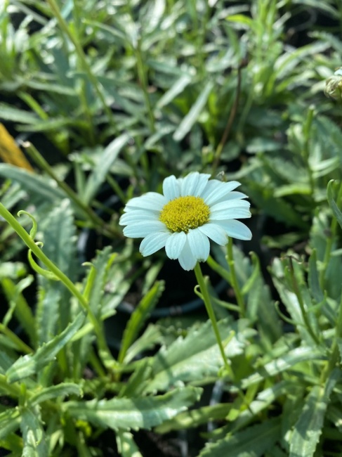 margaréta- Leucanthemum x superbum " Lucille chic"