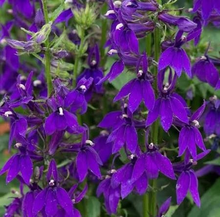 pompás lobélia- Lobelia speciosa "Starship Blue"