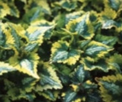 foltos árvacsalán- Lamium maculatum "Golden Anniversary"