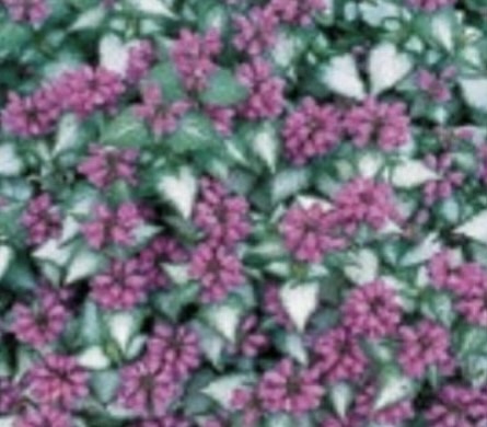 foltos árvacsalán- Lamium maculatum "Purple Dragon"