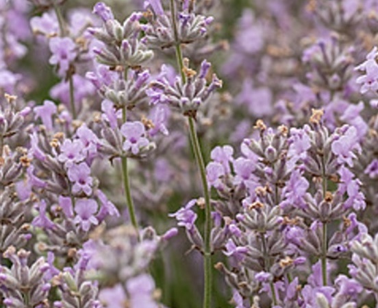 angol levendula- Lavandula angustifolia " Rosea"
